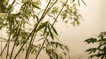 有關(guān)竹子的詩句古詩一年級,小學(xué)關(guān)于竹子的詩句古詩,關(guān)于春天竹子的詩句古詩