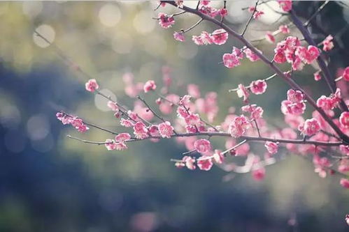 形容堅(jiān)持夢想的古詩,有關(guān)堅(jiān)持夢想的古詩,古詩形容人生需要堅(jiān)持