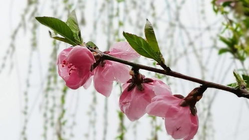 關(guān)于放飛箏詩句