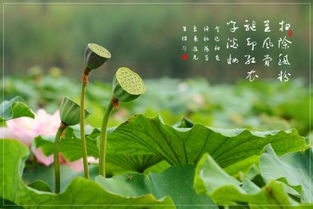 描寫兒童剝蓮蓬的古詩(shī)句