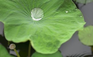 關(guān)于荷葉上水珠的詩(shī)句