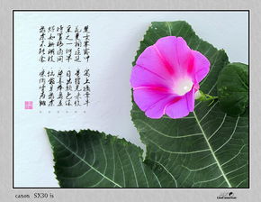 關于牽牛花的詩句古詩