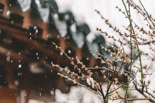 關于雪的詩句古詩名句,關于寫雪的詩句古詩,關于雪的詩句古詩愛情