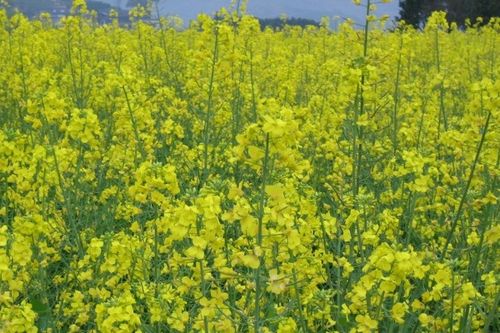 關(guān)于菜花的古詩句