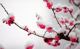 雪梅古詩詩句意思