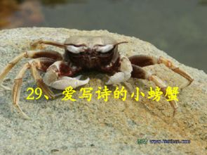 關于螃蟹的詩句