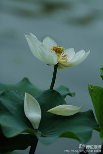 荷花的詩(shī)句古詩(shī)大全,秋天的荷花詩(shī)句古詩(shī)大全,關(guān)于描寫荷花的詩(shī)句古詩(shī)大全