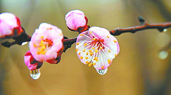描寫杏花花的詩(shī)句古詩(shī),關(guān)于杏花的詩(shī)句古詩(shī),贊美杏花的詩(shī)句古詩(shī)