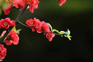 關(guān)于春天花盛開的詩(shī)句