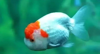 關于魚在水里游的詩句