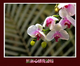 關(guān)于美好心情的詩句子有哪些