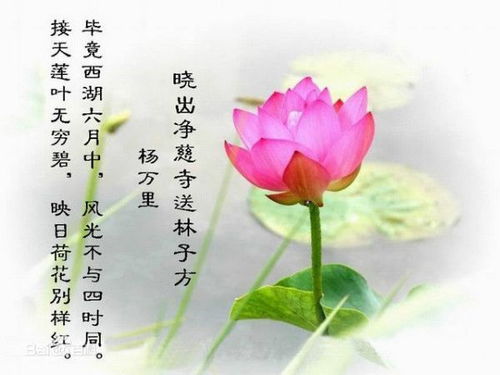 關(guān)于蓮的車之續(xù)詩句