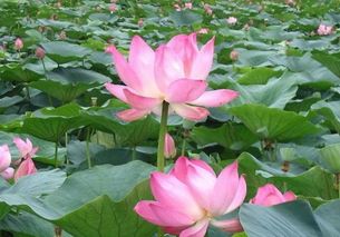 小學(xué)三級用關(guān)于贊美荷花的詩句