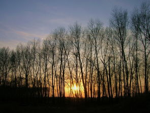 詩句,奉獻,白楊