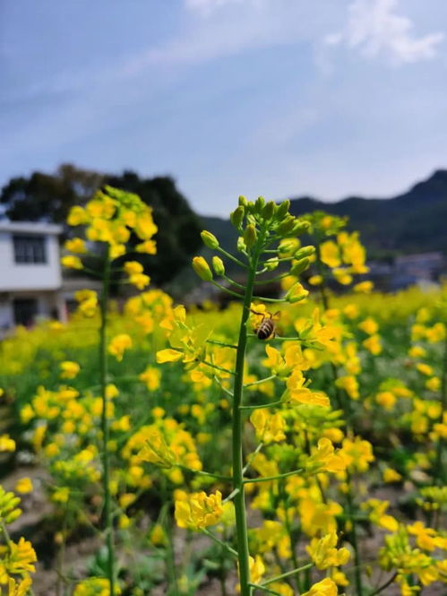 描寫春天油菜花的詩(shī)句,描寫羅平油菜花的詩(shī)句,描寫興化油菜花的詩(shī)句