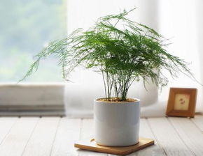 關于文竹的詩句勵志
