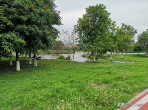 關(guān)于林徽因贊揚梅花的詩句