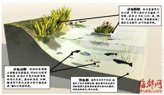 水體生態(tài)修復(fù)的原理(水體生態(tài)修復(fù)的原理)