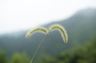 鄉(xiāng)村生活作文的好開(kāi)頭