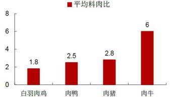 中國肉雞行業(yè)投資分析報告怎么寫(公司月度財務分析報告怎么寫)