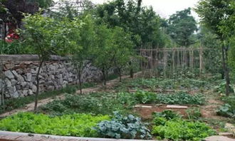 冬天來我家作文開頭