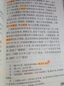 好開頭大熊貓作文四百字