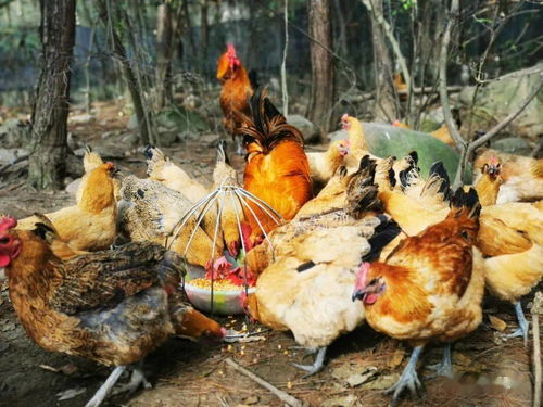 作文生態(tài)雞的開頭