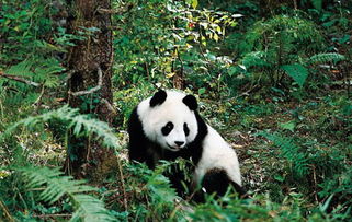 關(guān)于熊貓的作文(關(guān)于熊貓的作文)
