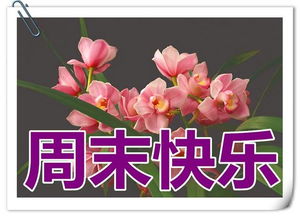 我的周末時光作文好的開頭