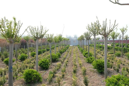 春季造林綠化工作總結(jié)(春季造林綠化工作匯報)