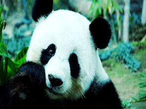 國寶大熊貓400字作文開頭怎么寫