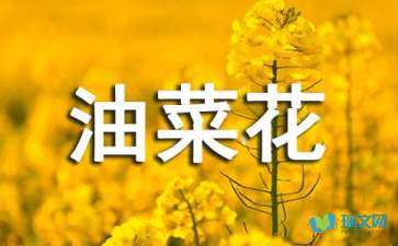 三級(jí)油菜花作文開頭