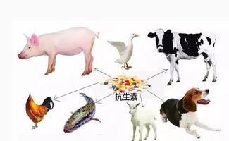 我國(guó)抗生素濫用現(xiàn)狀及其對(duì)策(我國(guó)抗生素濫用現(xiàn)狀及其對(duì)策)