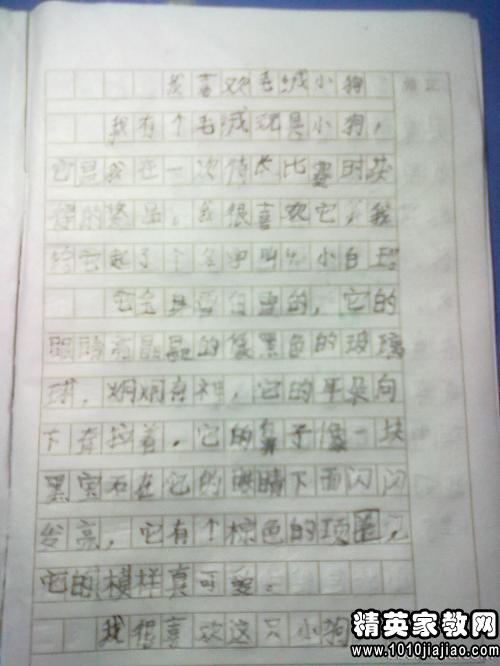 去北京動(dòng)物國(guó)作文開(kāi)頭