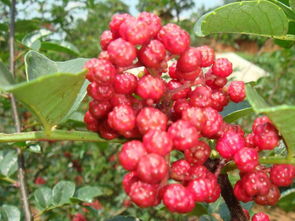 創(chuàng)業(yè)：花椒種植項目(種植創(chuàng)業(yè)項目)
