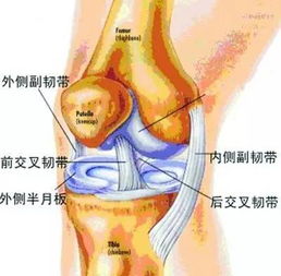 登山如何保護(hù)膝關(guān)節(jié)？(登山如何保護(hù)膝關(guān)節(jié))