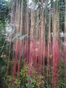 農(nóng)業(yè)嘉華作文開頭