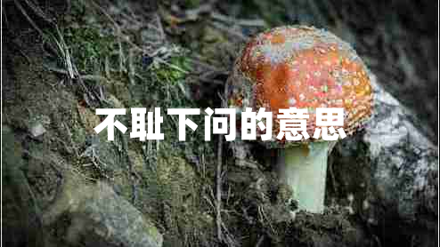 不恥下問的意思