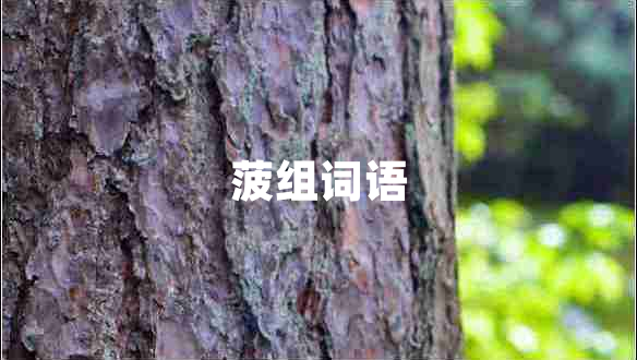菠組詞語