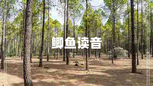 鯽魚讀音