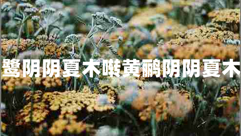 漠漠水田飛白鷺陰陰夏木囀黃鸝陰陰夏木囀黃鸝上一句