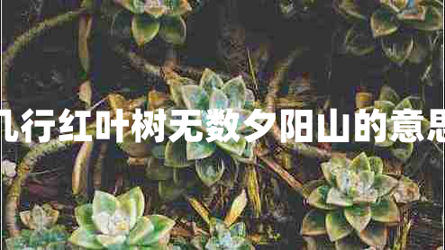 幾行紅葉樹無(wú)數(shù)夕陽(yáng)山的意思