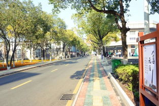 校園林蔭大道作文600字