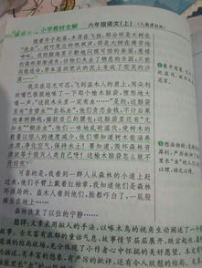 校園的樹木作文500