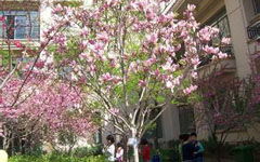 關(guān)于春天的校園的作文四百字左右