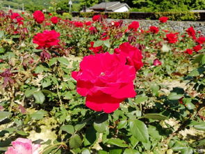 作文校園月季正旺