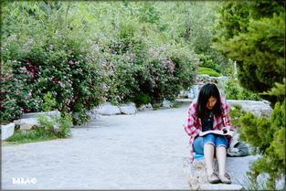 校園四季作文500字,校園四季的景色作文400字,校園四季作文800字