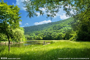 新校園新環(huán)境作文評(píng)講課件