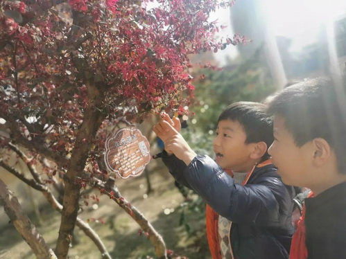 我與校園植物共成長作文