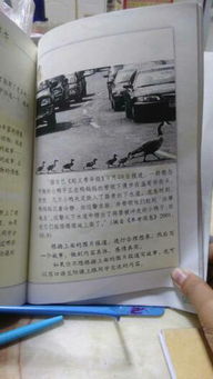 書(shū)蟲(chóng),作文,校園